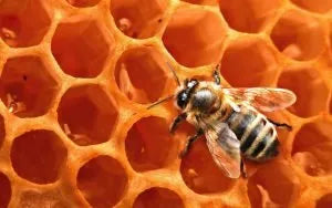 Hive Products - honey, wax, propolis