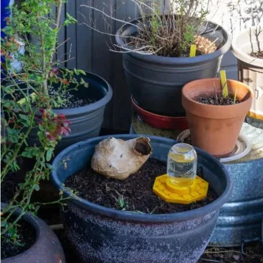 Bee Watering Plate 3D Printing Water Feeder